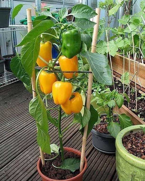 Борьба с вредителями и болезнями перца на балконе