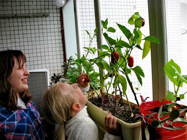 Выращивание перца на балконе Выращивание перца на балконе