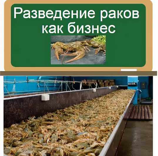 Сбор раков
