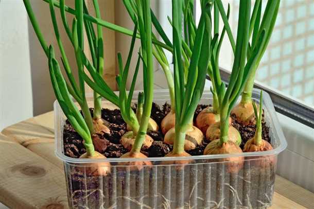 Шаг 4: Посадка лука