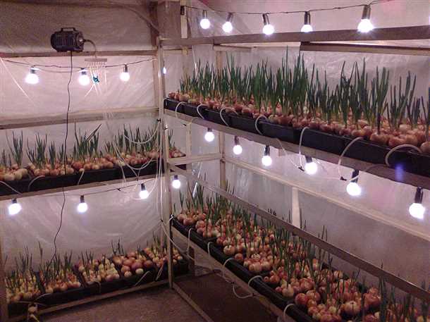 Шаг 2: Выбор сорта лука