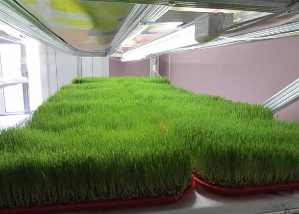 Шаг 4: Хранение лука