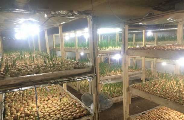 Борьба с вредителями и болезнями при выращивании лука в гараже