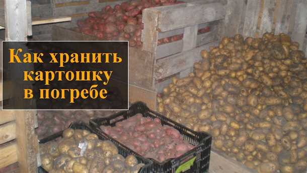 Что важно знать о хранении картофеля?