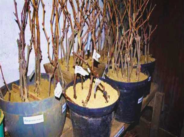 Вентиляция погреба